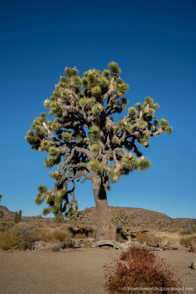 Things to do in Joshua Tree National Park