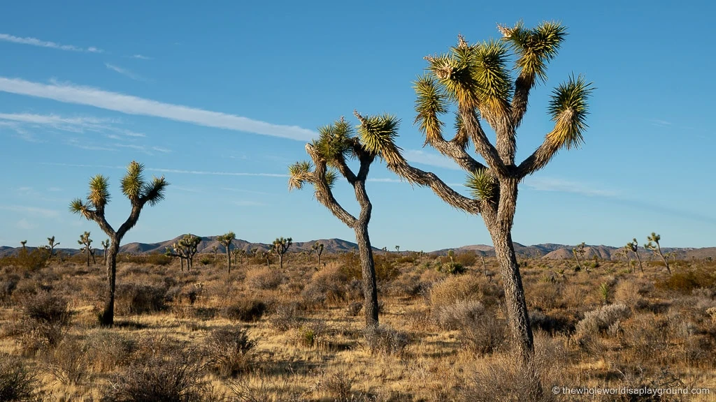 Things to do in Joshua Tree National Park