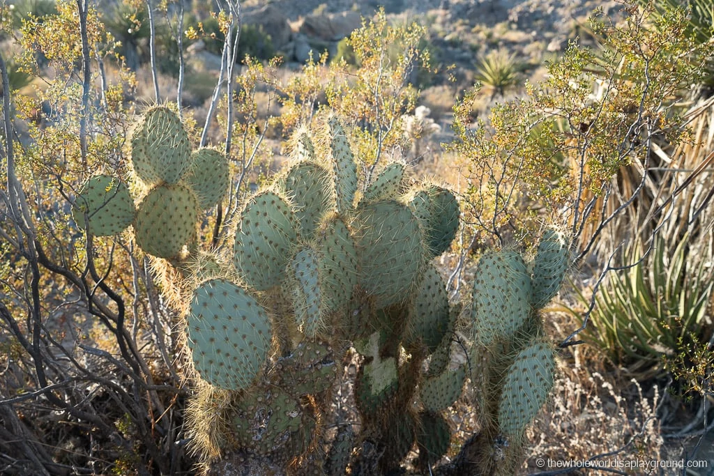 Desert Queen Mine Joshua Tree