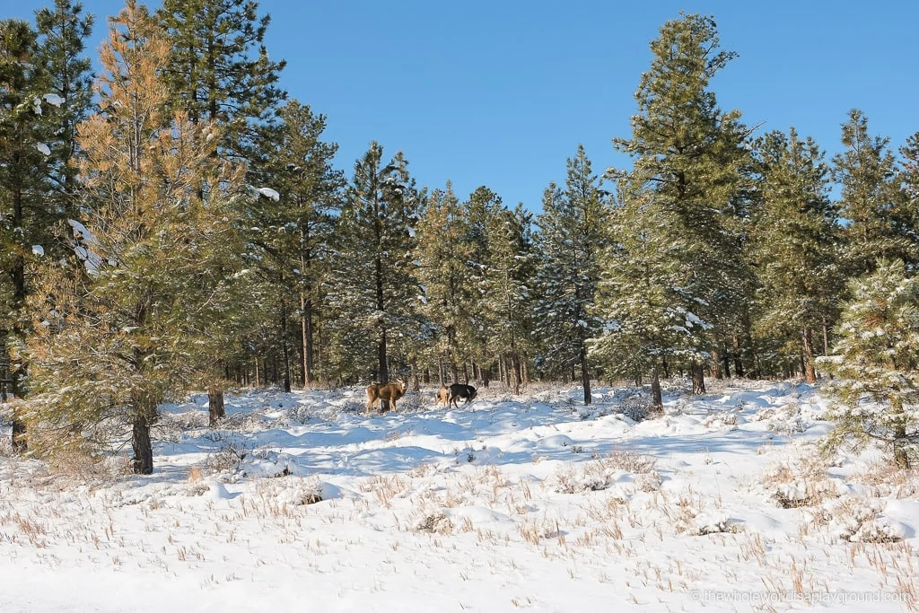 Elk in Bryce Canyon in Winter