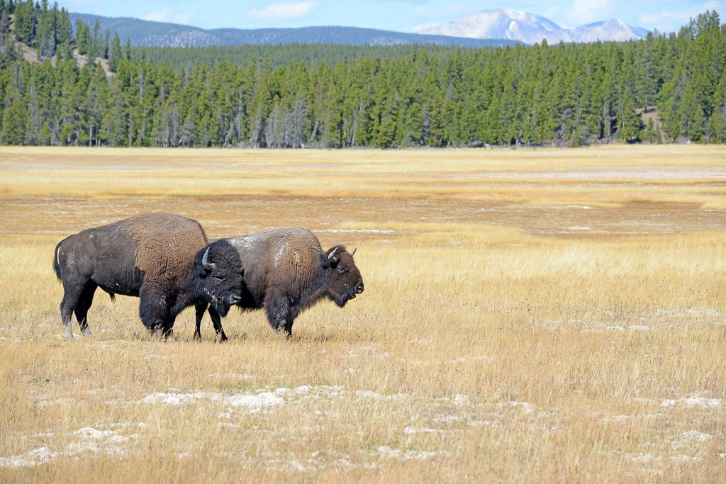 Yellowstone National Park