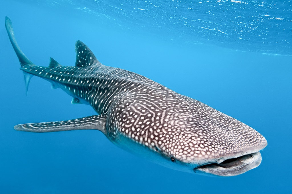 Swim with Whale Sharks Isla Mujeres