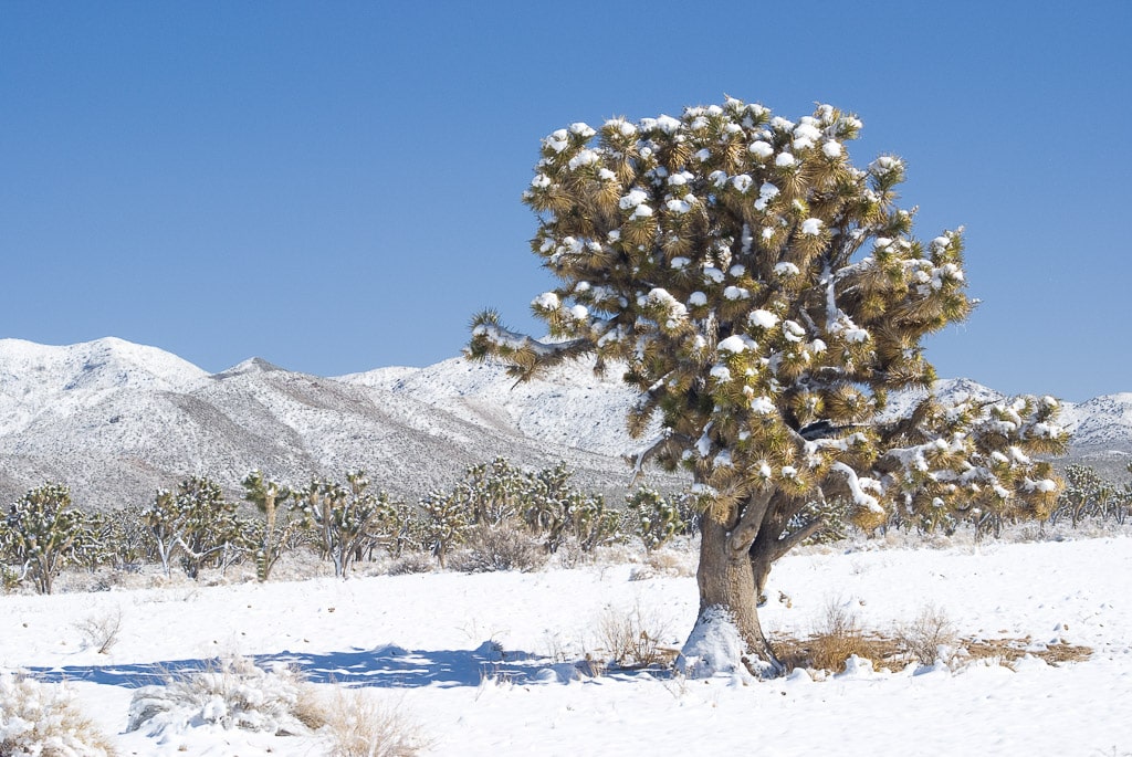 Joshua Tree National Park in Winter The Whole World Is A Playground