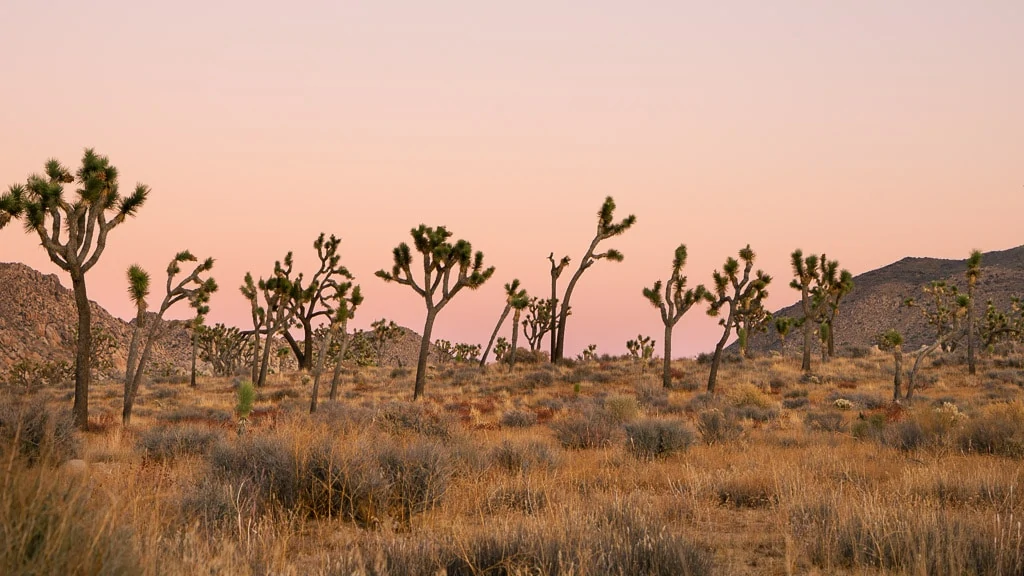 Joshua Tree National Park