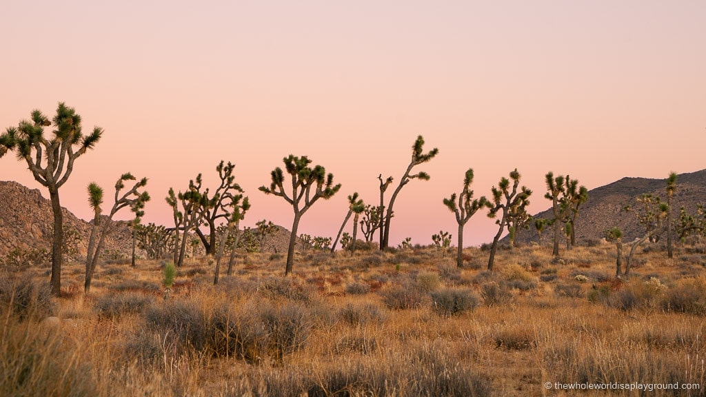 Where to Stay in Joshua Tree
