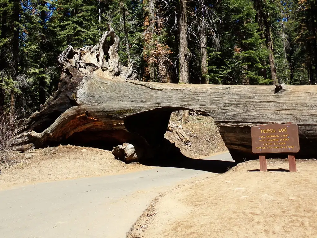 Drive Through Redwood Tree California