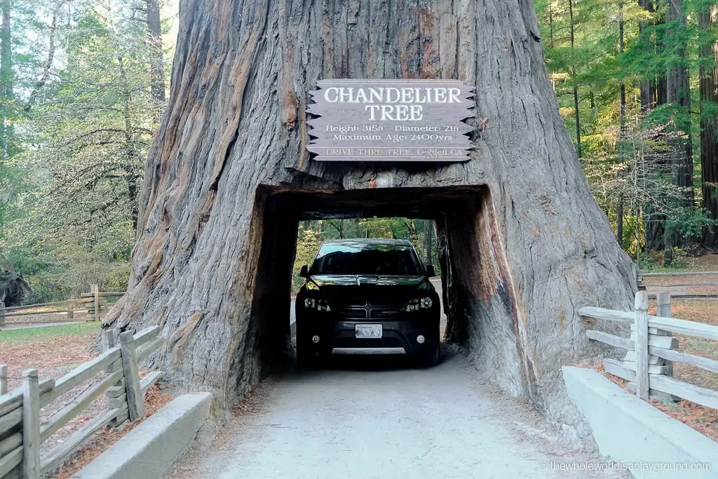 Drive Through Redwood Tree California