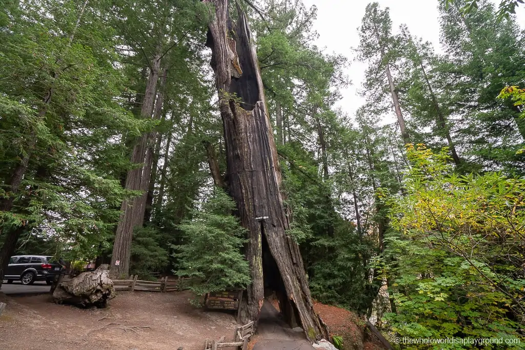 Drive Through Redwood Tree California