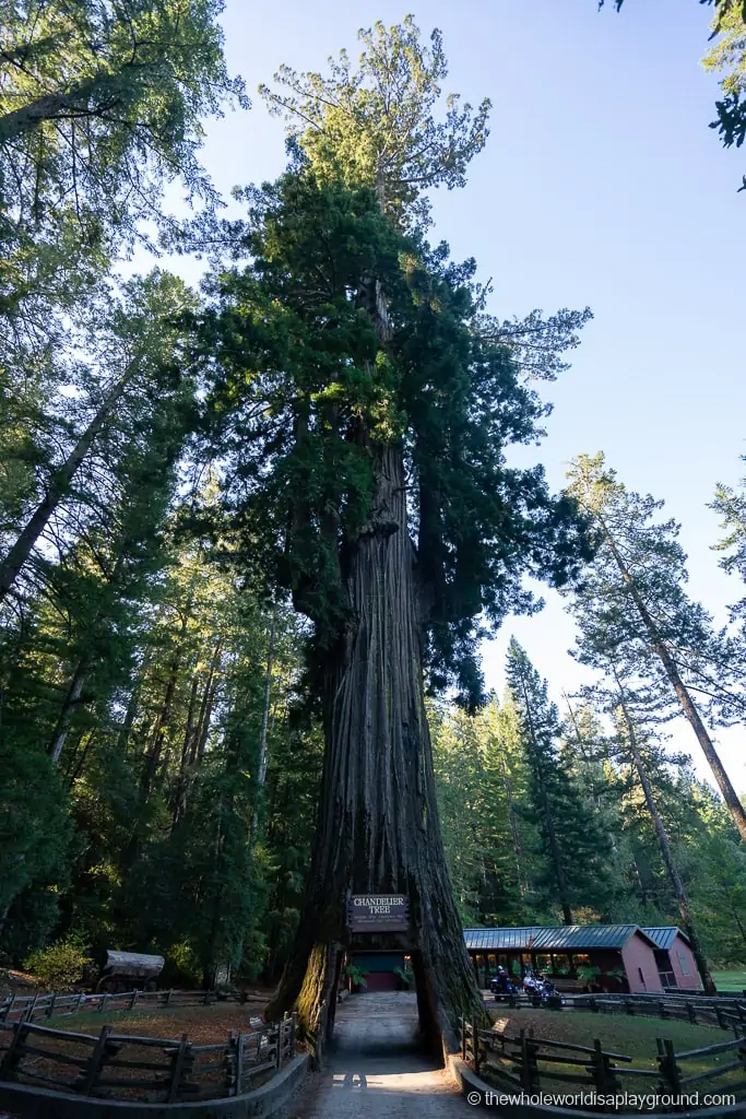 Drive Through Redwood Tree California