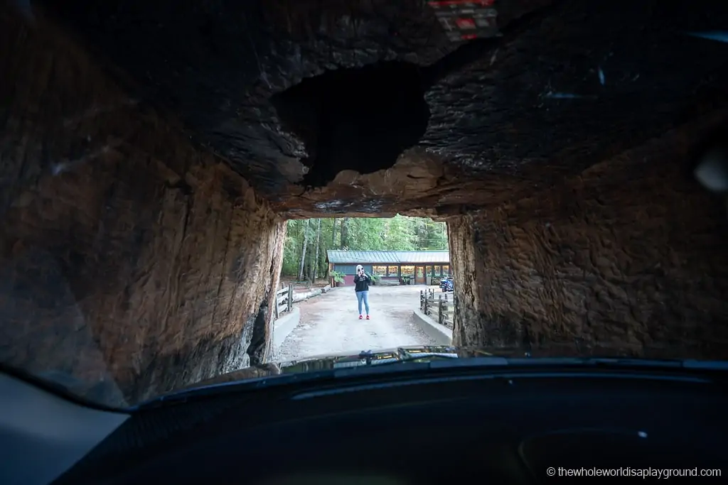 Drive Through Redwood Tree California