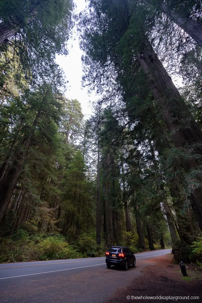 Drive Through Redwood Tree California