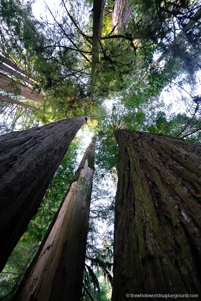 Drive Through Redwood Tree California