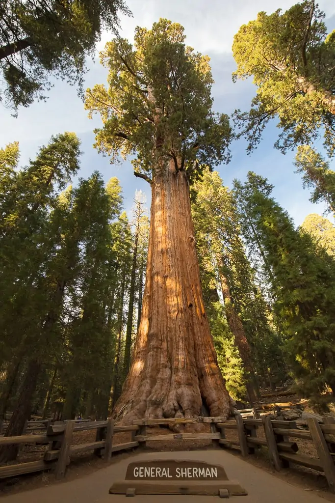 Drive Through Redwood Tree California