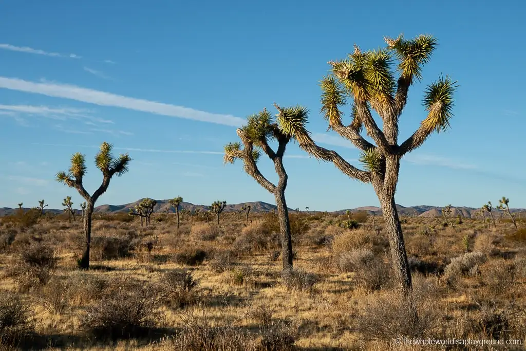 Renting a Car in Las Vegas