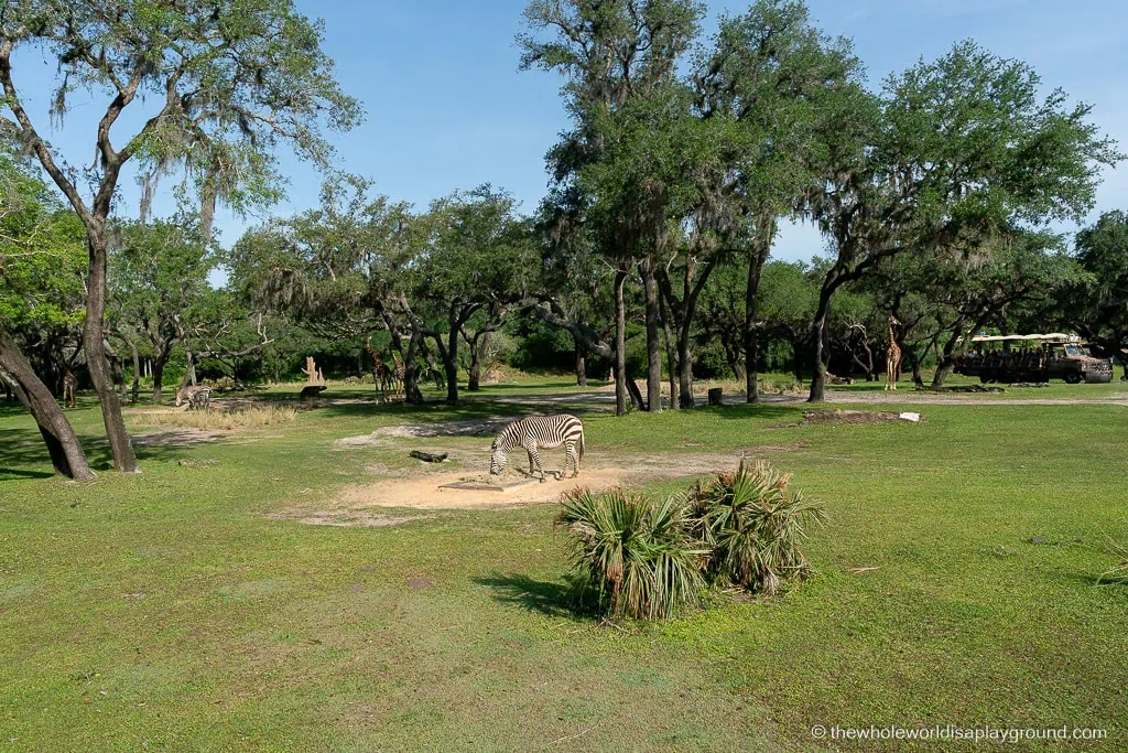 Animal Kingdom Early Entry Strategy